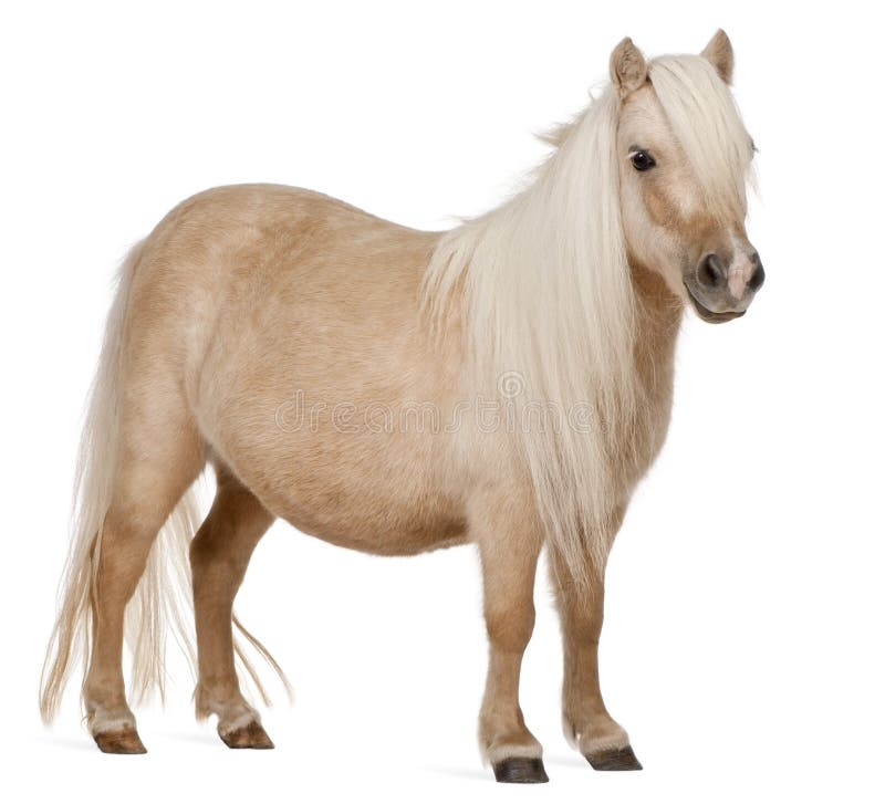 Palomino Shetland pony, Equus caballus, 3 years old stock photo Palomino Shetland pony, Equus caballus, 3 years old stock photo