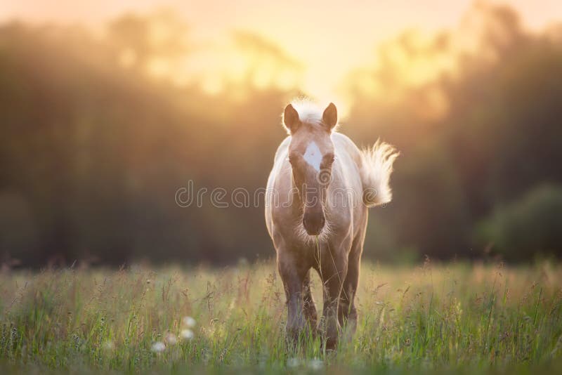 Cream horse in motion  at sunsey light. Cream horse in motion  at sunsey light