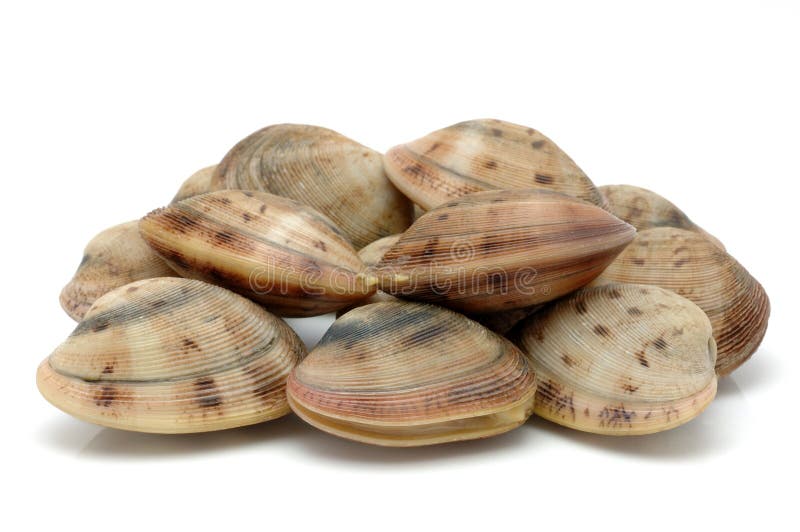 Live clams in isolated white background. Live clams in isolated white background