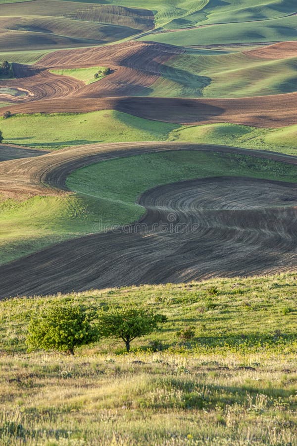 The Palouse farmland. stock image. Image of green, country 71888403