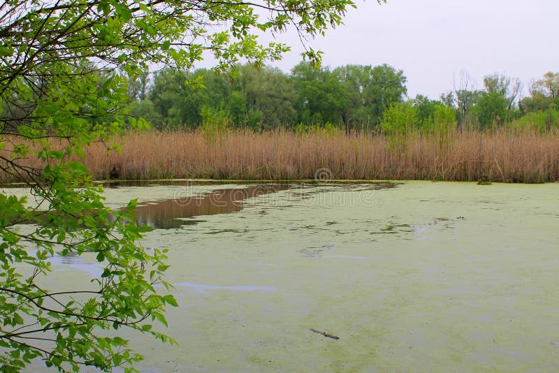 Palude con la lemma immagine stock libera da diritti