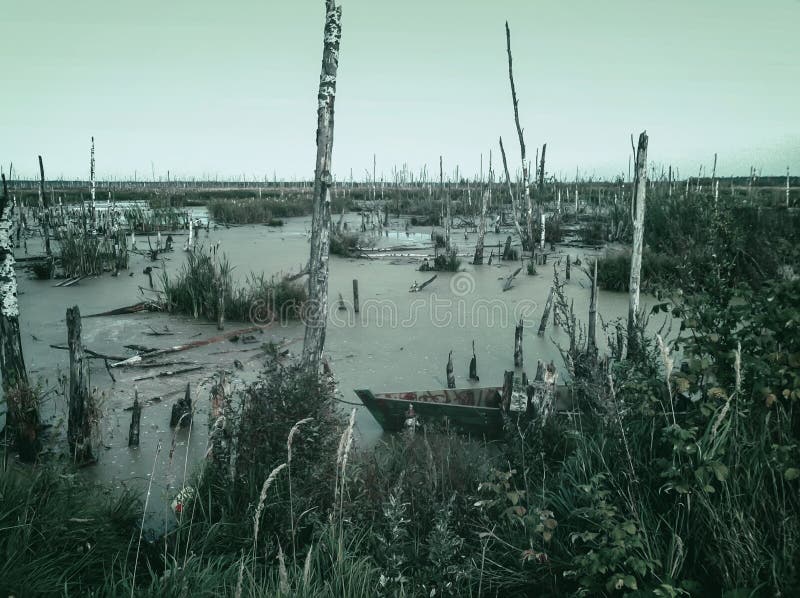 Palude disabitata vuota spaventosa misteriosa con gli alberi morti e le vecchie barche abbandonate Sfondo naturale monocromatico