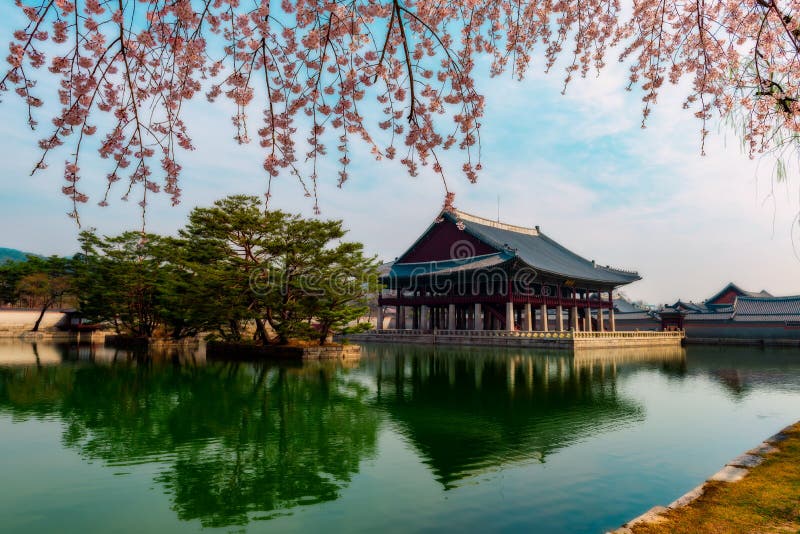 Palácio de Gyeongbokgung com a flor de cerejeira na mola imagens de stock royalty free Palácio de Gyeongbokgung com a flor de cerejeira na mola imagens de stock royalty free