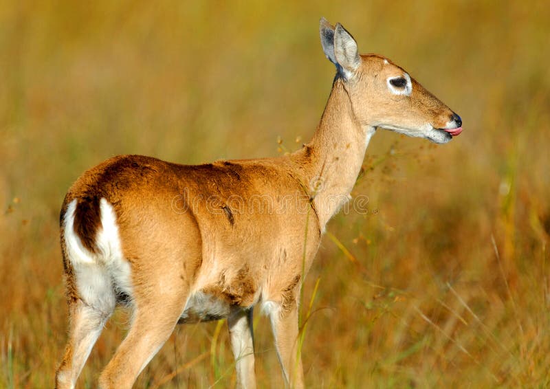 Pampas deer eating grass