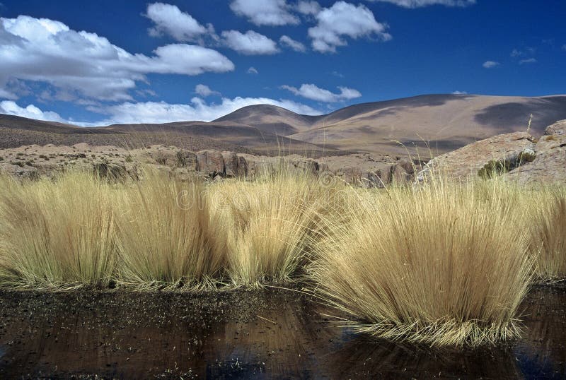 Pampas Gras in Bolivia,Bolivia