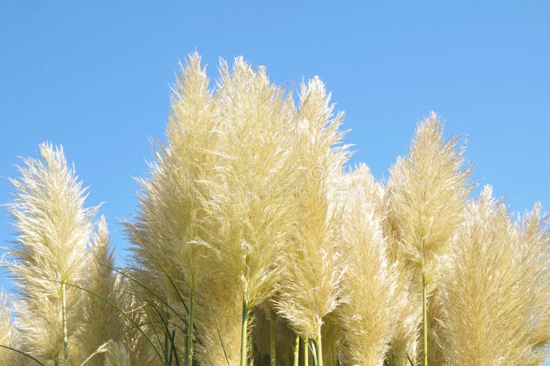 3,583 Pampas Grass Garden Stock Photos Free & RoyaltyFree Stock