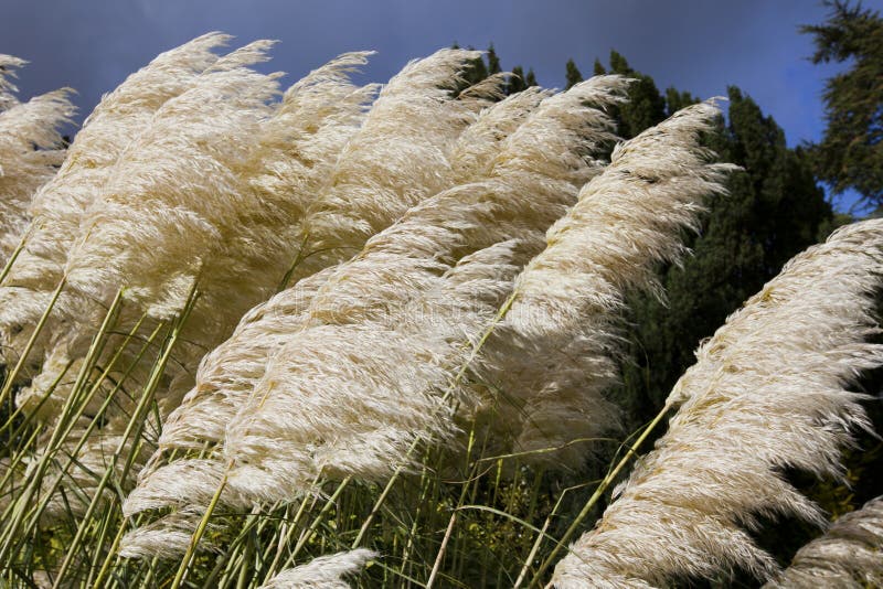 Pampas grass stock image. Image of pampas, natural, feather 27338305