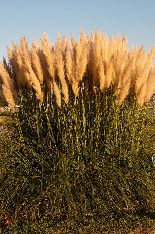 2,155 Pampas Grass Sun Stock Photos Free & RoyaltyFree Stock Photos