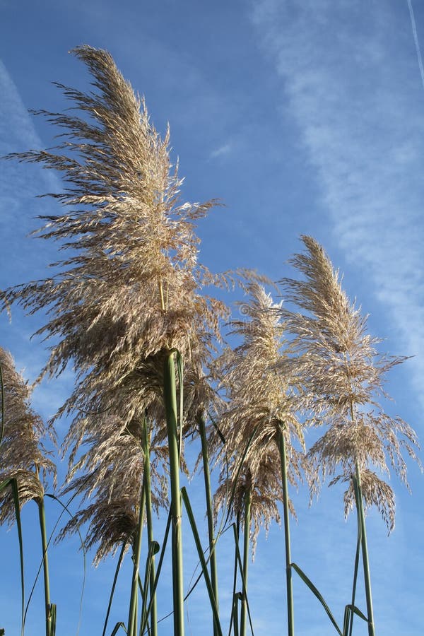 Pampas grass