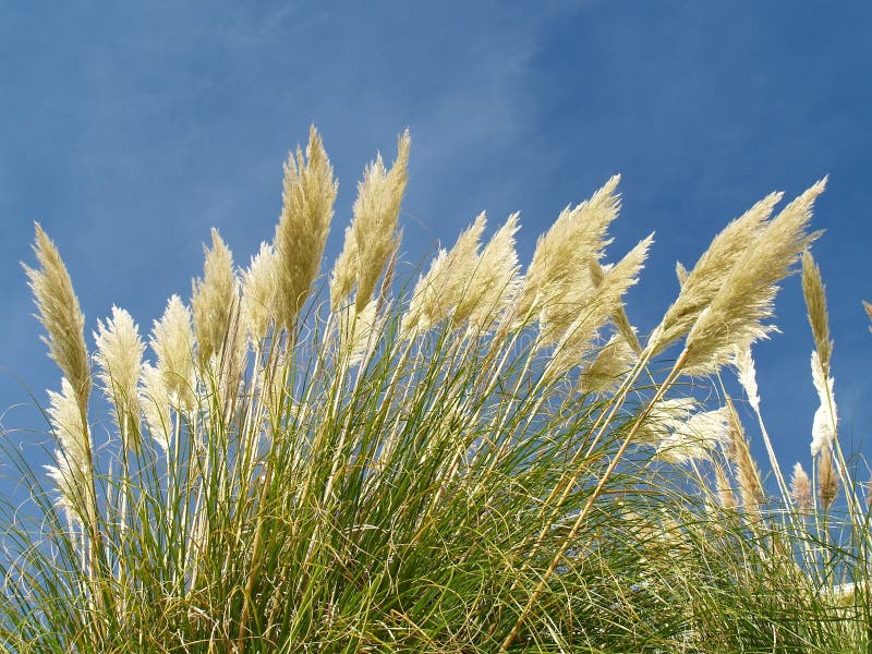 Pampas Grass