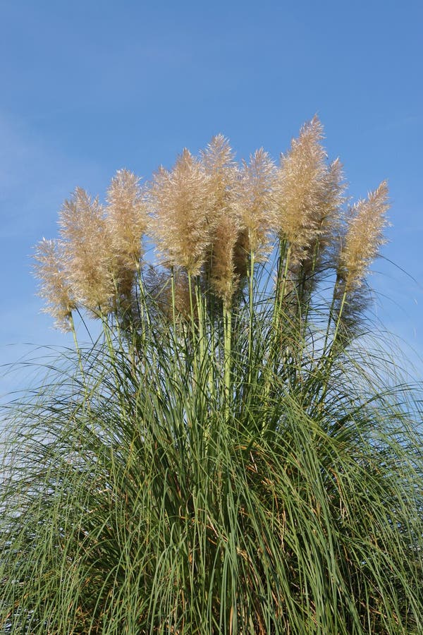 Pampas Grass stock image. Image of exotic, pampas, green 684945