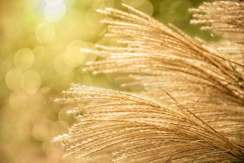 Pampas Grass in Autumn stock photo. Image of pampas 197248294