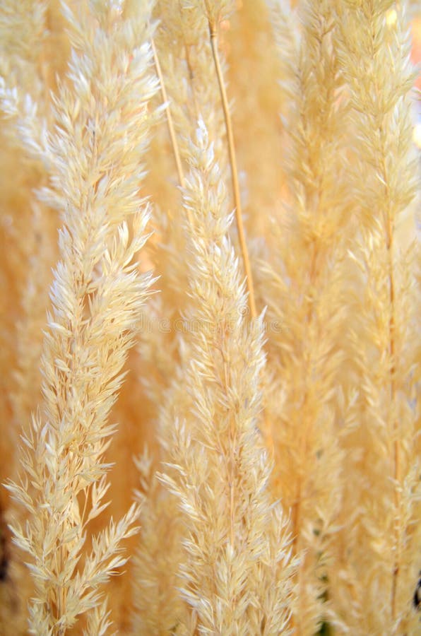 Pampas grass seed head stock image. Image of gardens 57582033