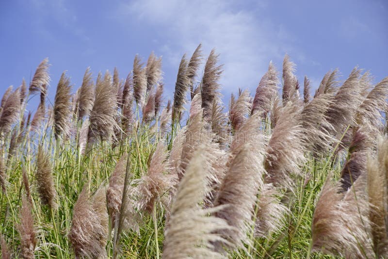 Pampas Grass Background