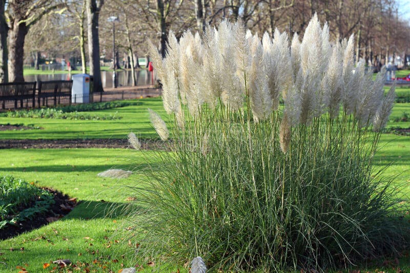 Pampas grass (Cortaderia selloana)