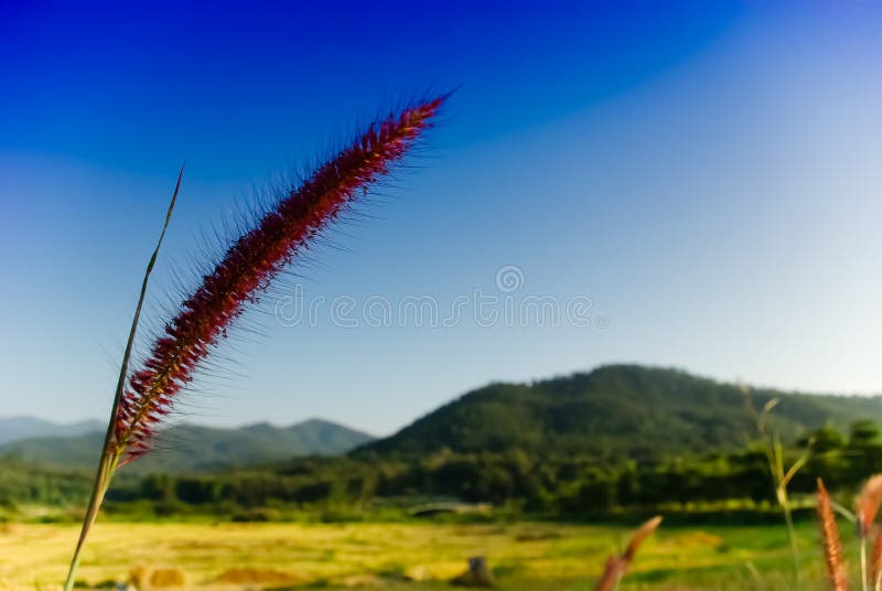 Pampas Grass Flower stock image. Image of pampas, propect 19590091