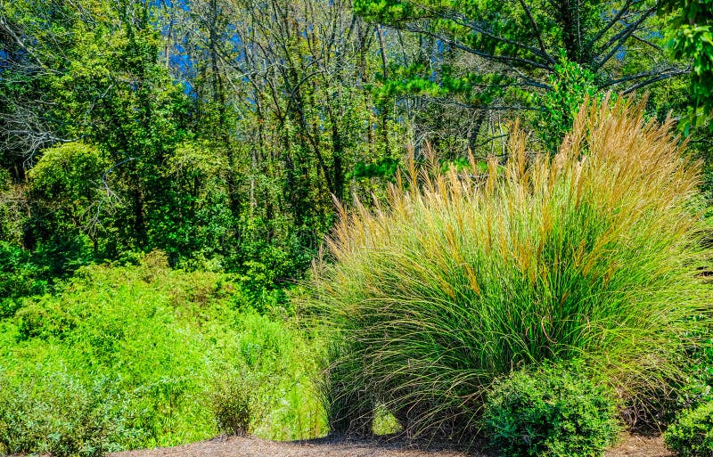 Pampas Grass by Forest stock photo. Image of pampas 159674296