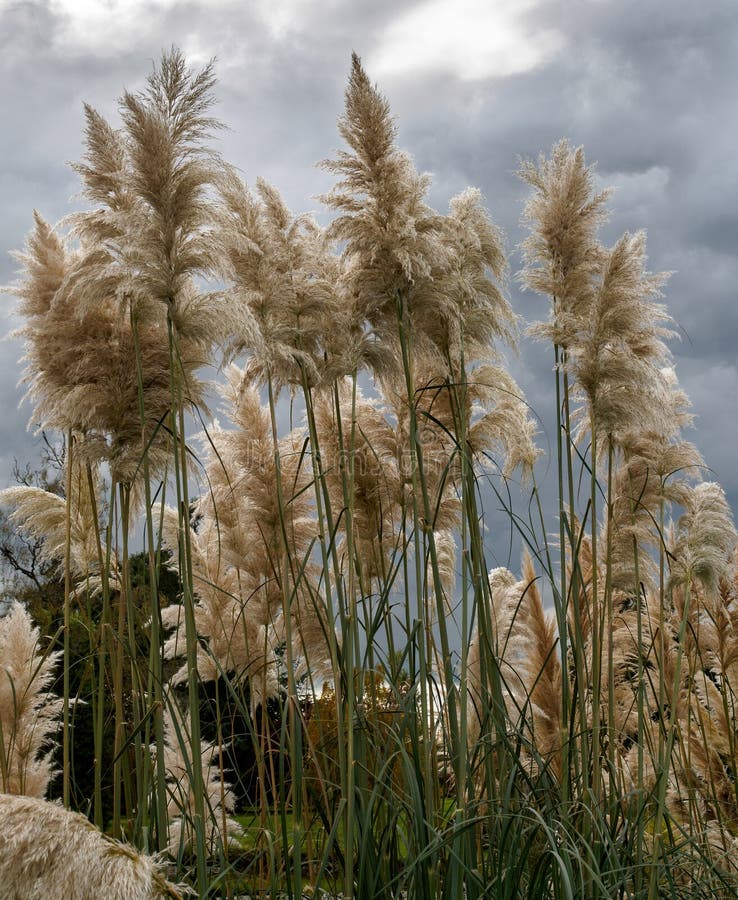 Pampas grass in bloom stock image. Image of garden, plant 95027591