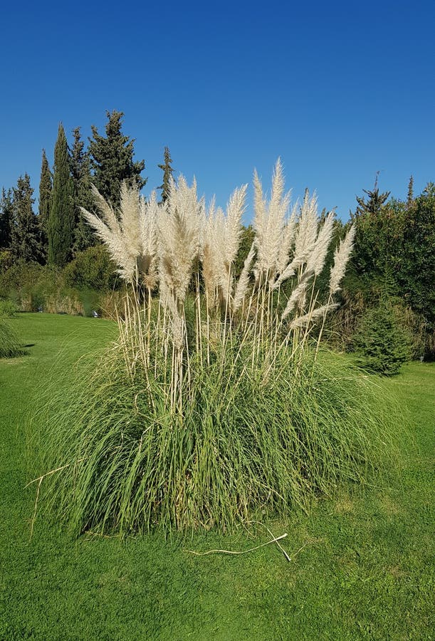 Pampas grass in a garden stock photo. Image of plant 199199528