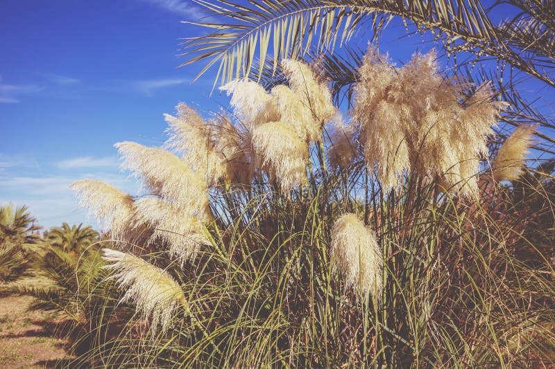 Pampas Grass Grow in a Palm Grove Stock Image Image of malta, grove