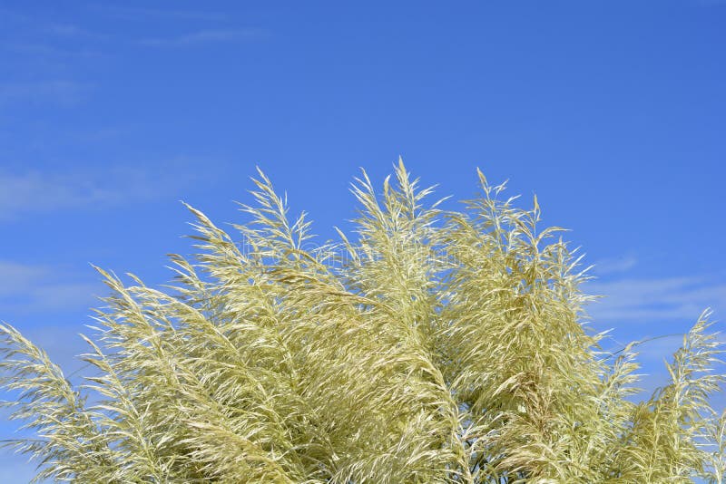 Pampas grass stock photo. Image of close, selloana, cortaderia 212432014