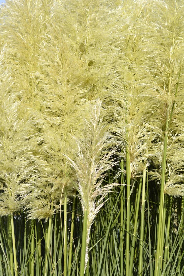 Pampas grass stock image. Image of garden, plant, outdoors 238393405