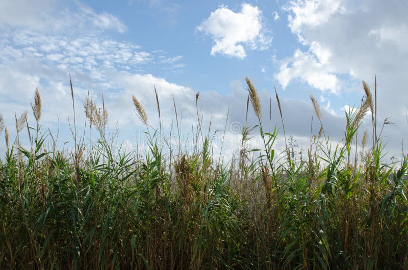 Pampas grass stock image. Image of blue, bush, natural - 81255163