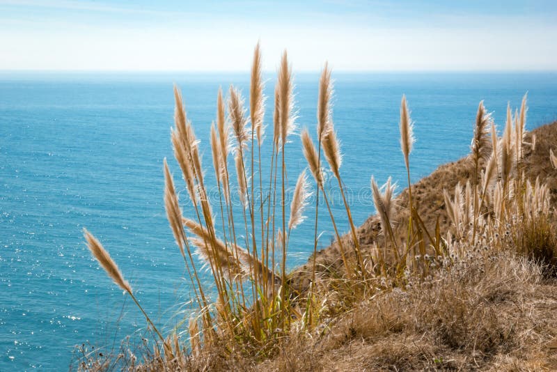 Pampas Grass at the Pacific Coast Highway, California Stock Image