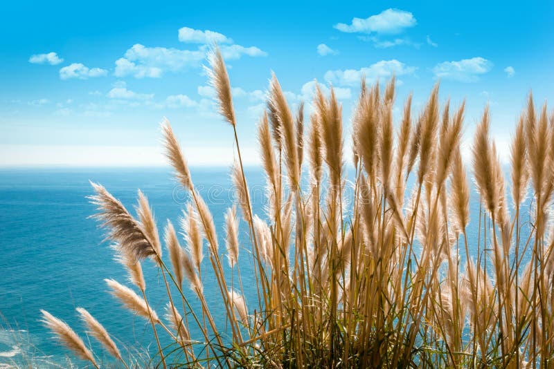 Pampas grass at Pacific Coast Highway in California