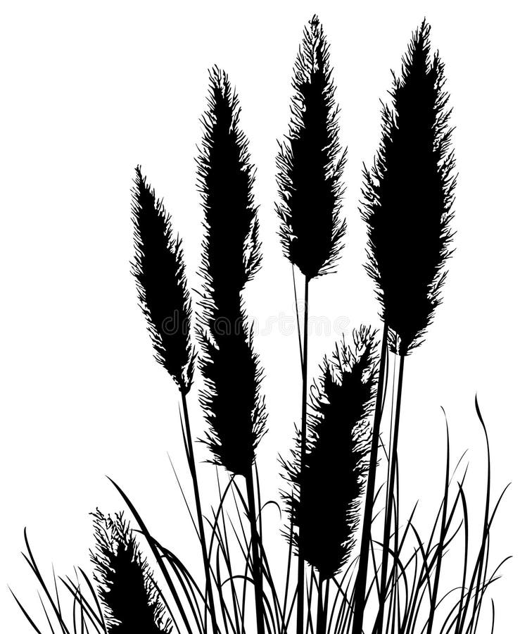 Pampas Grass Silhouette