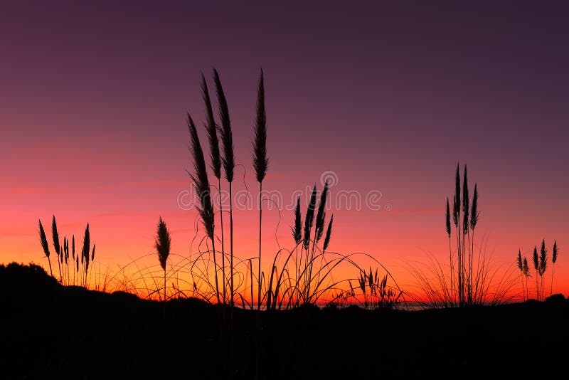 Pampas grass at sunset