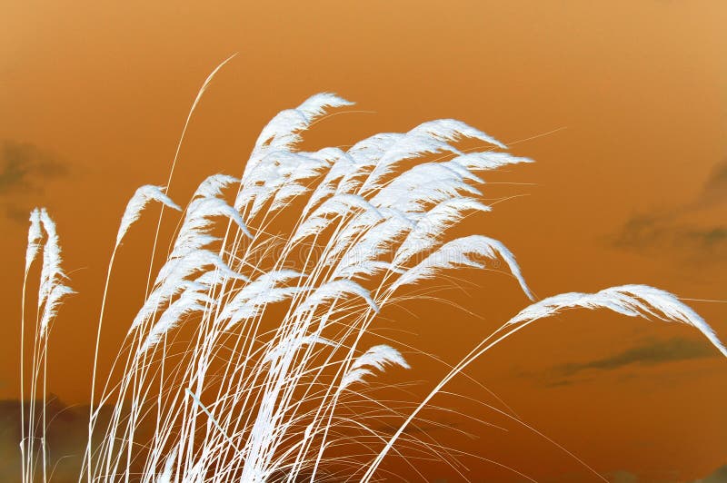 Pampas χλόης ηλιοβασίλεμα ελεύθερη απεικόνιση δικαιώματος