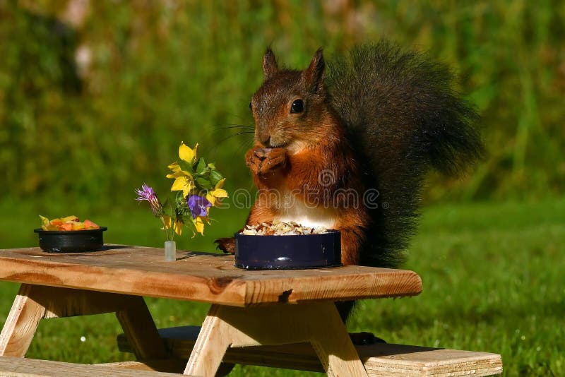 Squirrel, Sciurus vulgaris, who got her own breakfast table with flowers and food served on a garden table