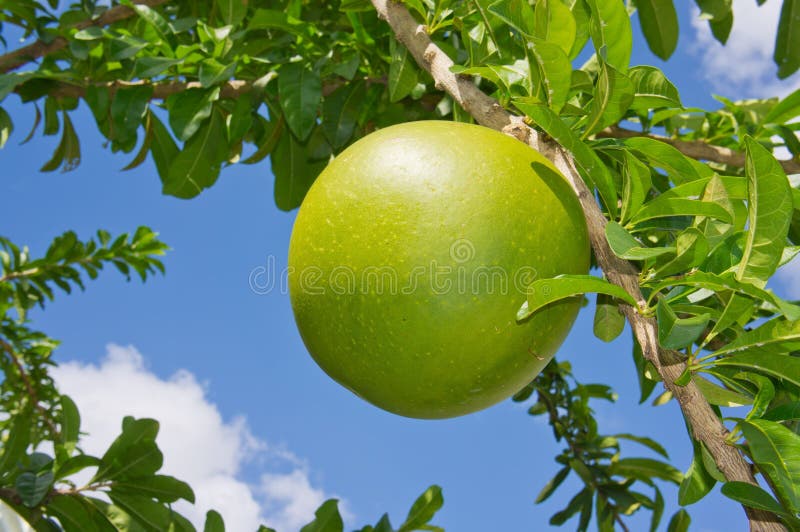 Pamplumossa imagem de stock Pamplumossa imagem de stock