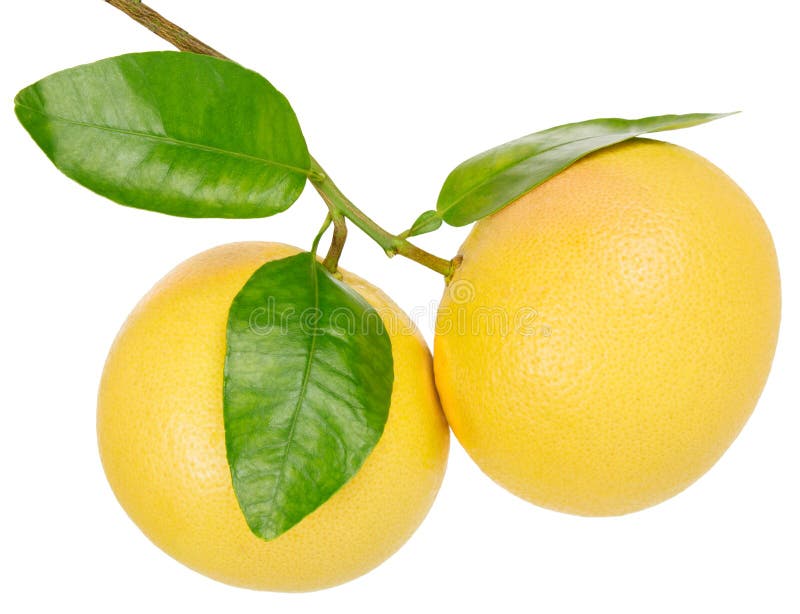 Toranja fotos de stock royalty free