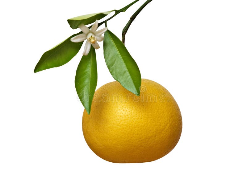 Toranja e flor fotografia de stock royalty free