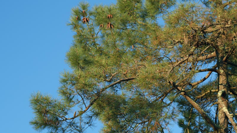 Destul de con de pin agățat de ramură. conuri de pin la sfârșitul ramurilor. stock video footage