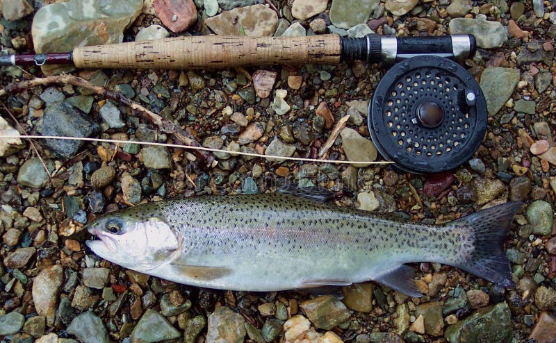 The big rainbow trout hi-res stock photography and images - Page 3