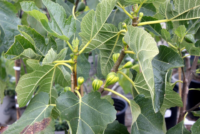 5x PANACHE TIGER FIG FRESH CUTTINGS FIG TREE FICUS CARICA ROOT INTO NEW TREE 