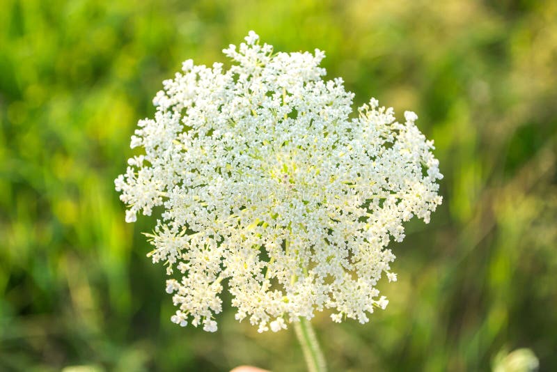 Panais de vache weed Usine toxique Heracleum Grande berce photo stock Panais de vache weed Usine toxique Heracleum Grande berce photo stock