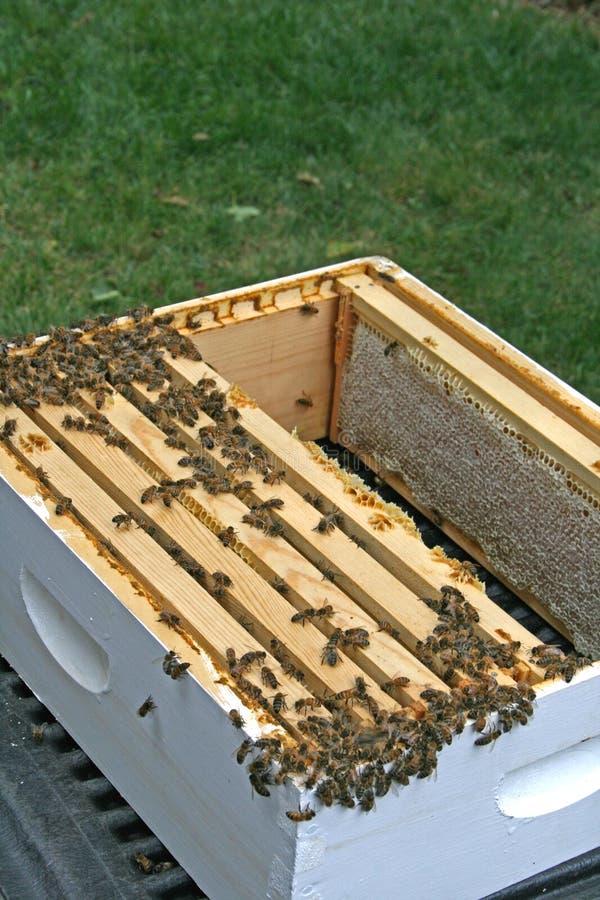 Honey bees gathered on honeycomb collected from bee box. Honey bees gathered on honeycomb collected from bee box