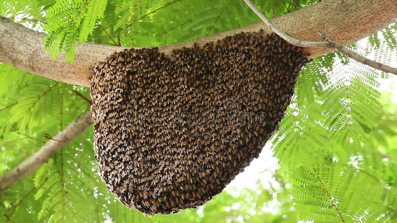 Panal Con La Abeja En árbol Verde Metrajes - Vídeo de abeja, colmenar:  43460150