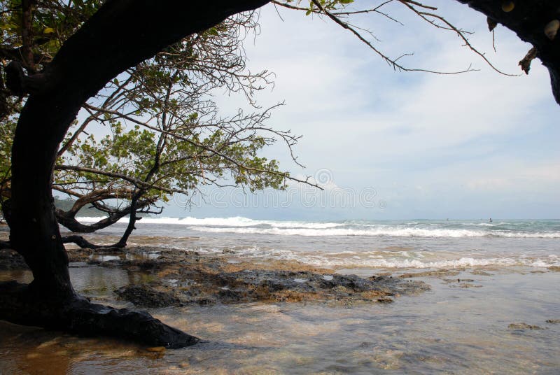 Bocas del Toro beach, Caribean sea, north Panama. Trees laying in the seashore. Bocas del Toro beach, Caribean sea, north Panama. Trees laying in the seashore.