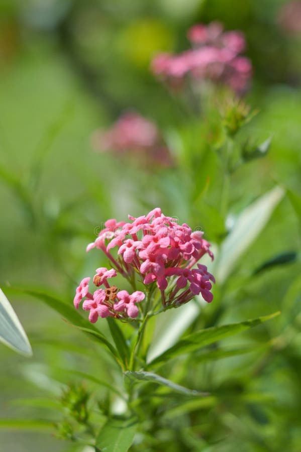 Panama Rose Flower in Garden Stock Photo Image of foliage, natural