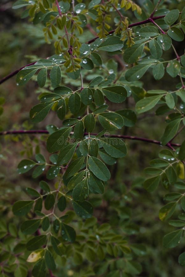 Explore the diversity of moringa (Moringa oleifera), a Non-Conventional Food Plant (PANC) known by several popular names, such as white acacia, horseradish tree, cedar, moringueiro and quina okra. Originally from India and widely cultivated and naturalized in tropical regions such as Africa and America, this plant offers a series of nutritional benefits and is valued for its medicinal and dietary properties. Explore the diversity of moringa (Moringa oleifera), a Non-Conventional Food Plant (PANC) known by several popular names, such as white acacia, horseradish tree, cedar, moringueiro and quina okra. Originally from India and widely cultivated and naturalized in tropical regions such as Africa and America, this plant offers a series of nutritional benefits and is valued for its medicinal and dietary properties.