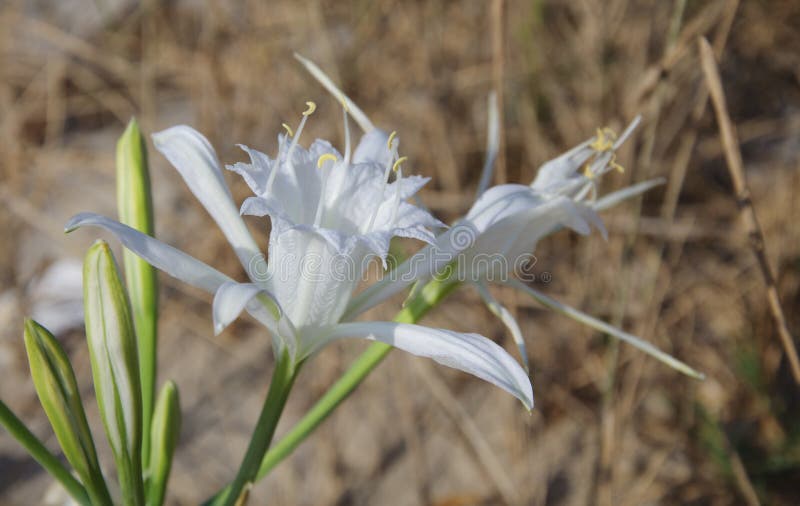 Pancratium Maritimum Błonia imię: Denny daffodil, Denna leluja, piasek obraz royalty free Pancratium Maritimum Błonia imię: Denny daffodil, Denna leluja, piasek obraz royalty free