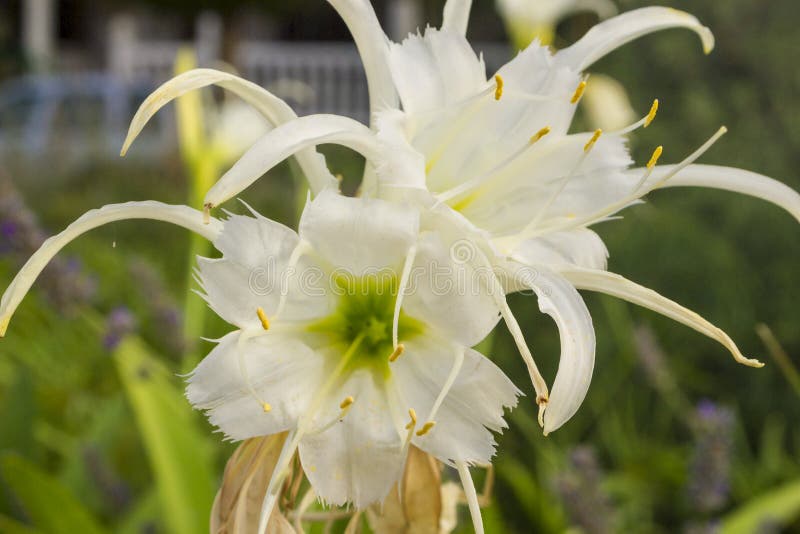 Pancratium maritimum, Nardo marÃtimo i jaen Spanien arkivfoto Pancratium maritimum, Nardo marÃtimo i jaen Spanien arkivfoto