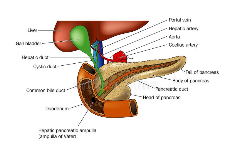 Dibujo de páncreas desplegado su posición relativo sobre el hígado a duodeno.