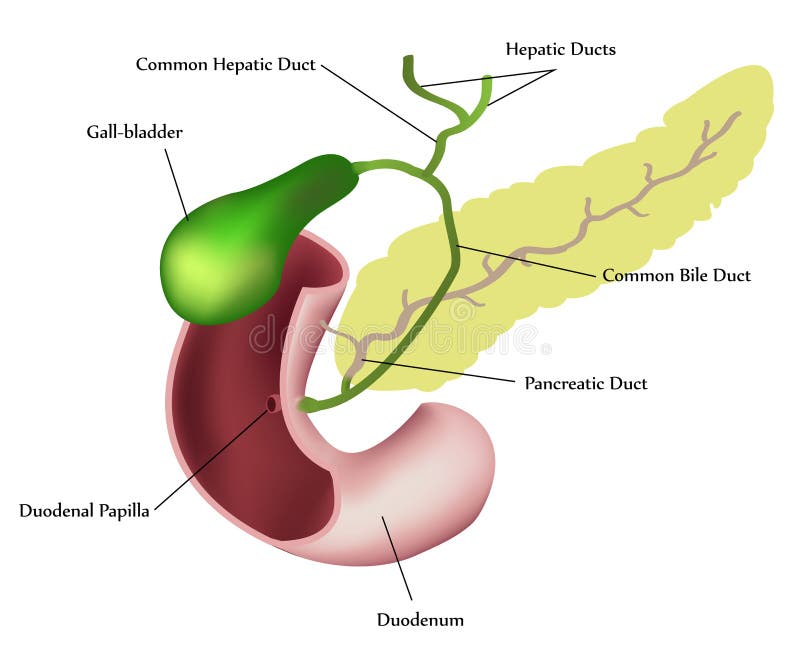 Detallado de páncreas, duodeno a bilis vejiga.