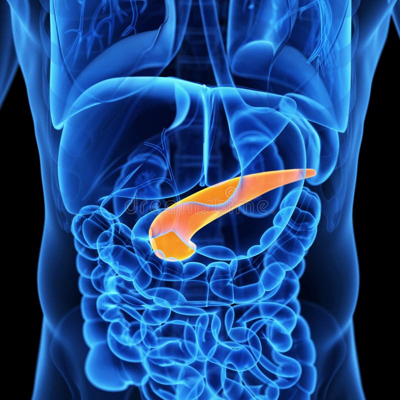 The pancreas